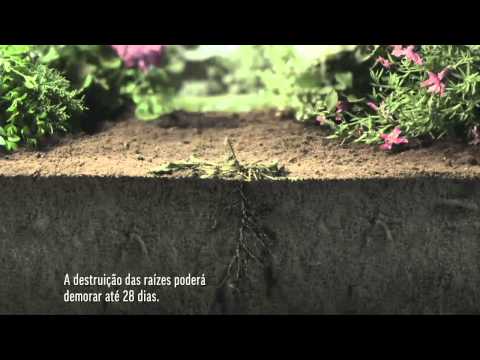 Vídeo: Controle de Ervas da Madressilva - Dicas para Manejo de Ervas daninhas da Madressilva