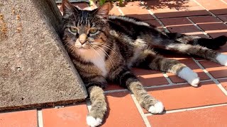 ちぅちぅ猫家の毎日 - 6月快晴の朝 - 朝が来ると愛猫達は - When The Morning Comes