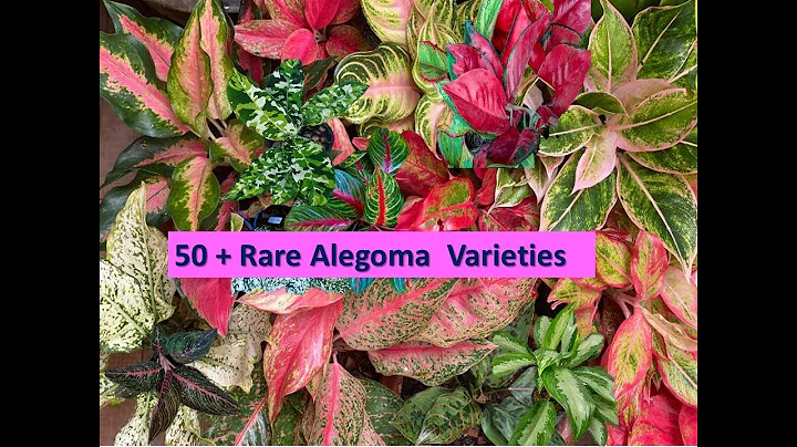 50+ Rare Aglaonema  Plant Varieties/ Chinses Evergreen / Aglaonema plants with names