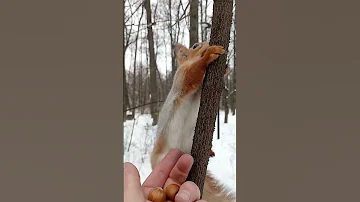 Рыжая белка / Red squirrel