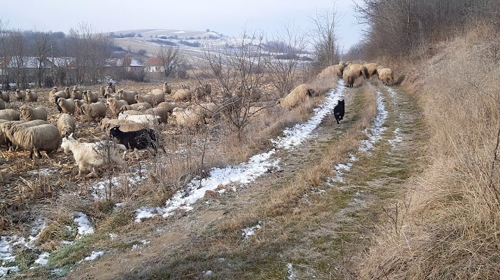 Caine de întors oile in proba 🐑