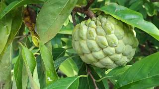 Custard apple benefits during pregnancy Sharifa fruit benefits | Custard apple benefits for diabetes