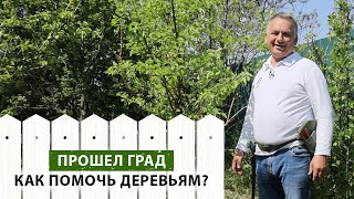 Как ПРАВИЛЬНО обрезать дерево, которое повреждено ГРАДОМ? ЭТОТ метод поможет вам!