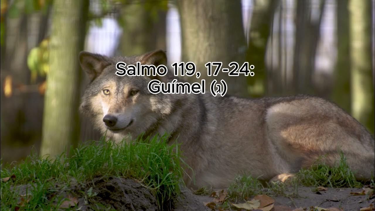 salmo-119-17-24-gu-mel-youtube