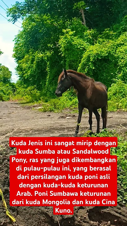 kuda Sumbawa #tambora #sumbawa