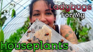 I bought 1500 Ladybugs For A Spider Mite Infestation! Using Beneficial Bugs For Pest Control