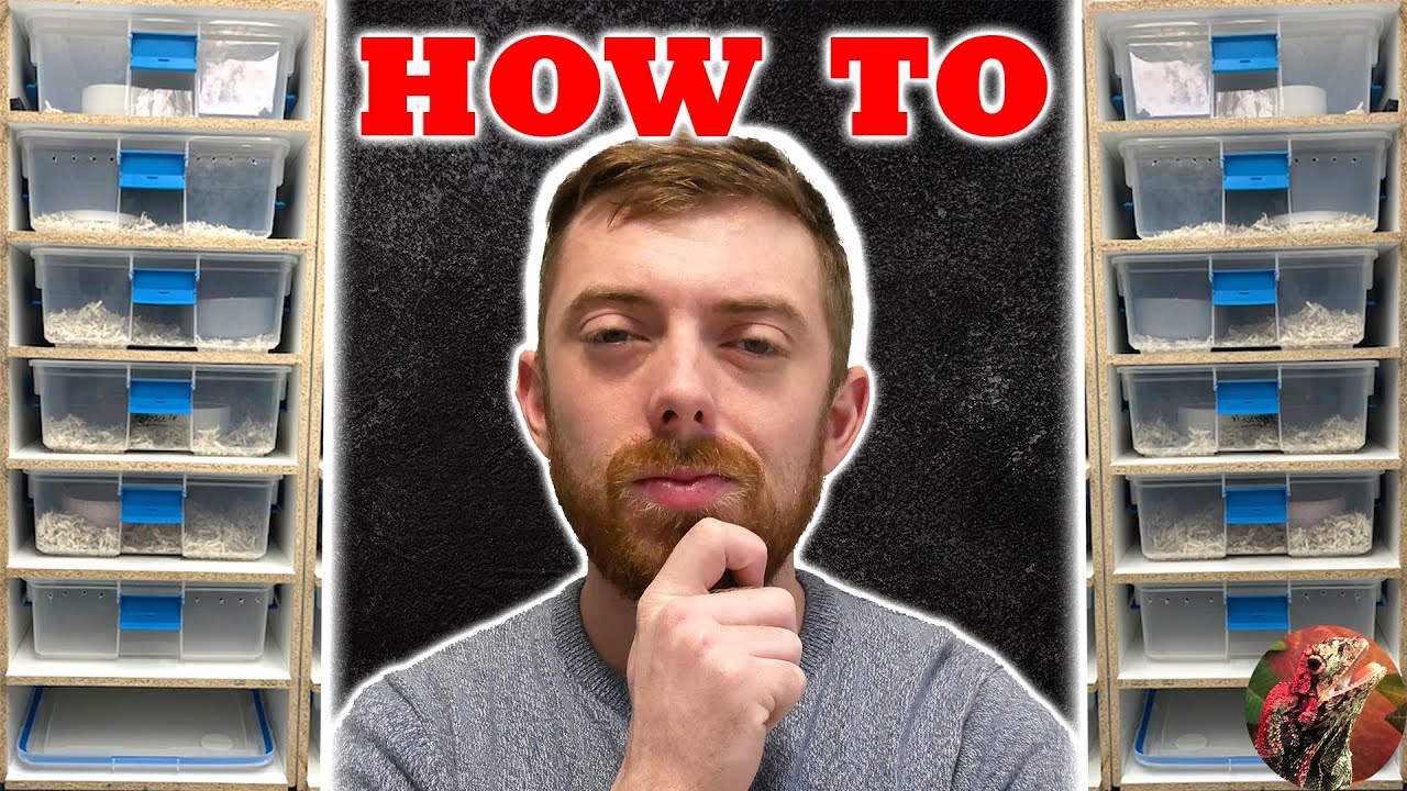 How To Build Custom Snake Rack I BUILT a snake RACK (how to) - YouTube