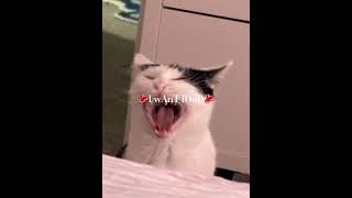 My big backs!!! 🗣️Drella &amp; My Melody 🥰 #cat #funnyshorts #viralshorts #kitten