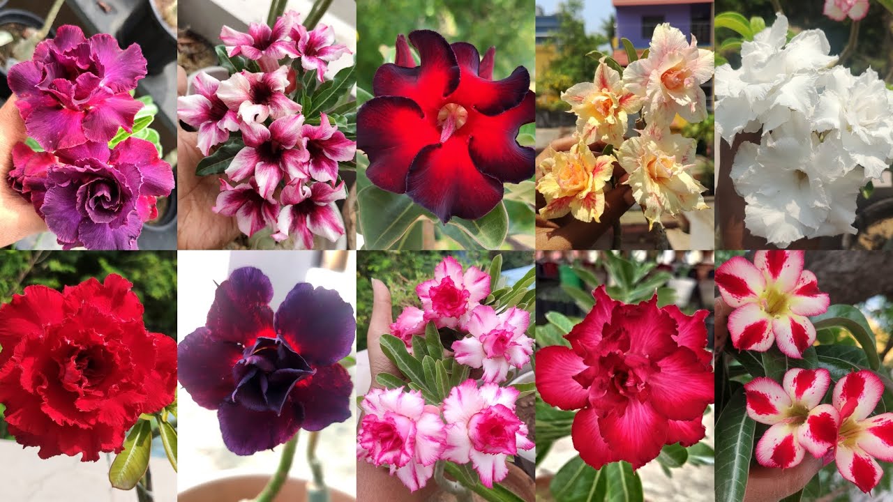 my adenium collections.....part 4 - YouTube