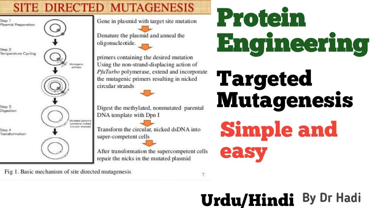 Site directed mutagenesis protein engineering in Urdu Hindi by Dr Hadi