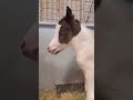 First Chachi Baby 🐴🎉 | Safari Foal