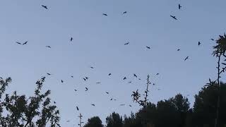 Eagles who want to catch a thermal.