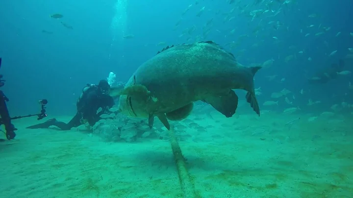 Grouper Bites Head Off Diver - DayDayNews
