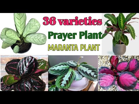 36 Prayer Plant Varieties with Names |Maranta Plant Varieties |Plant and Planting