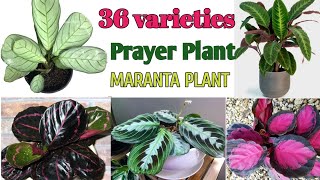 36 Prayer Plant Varieties with Names |Maranta Plant Varieties |Plant and Planting