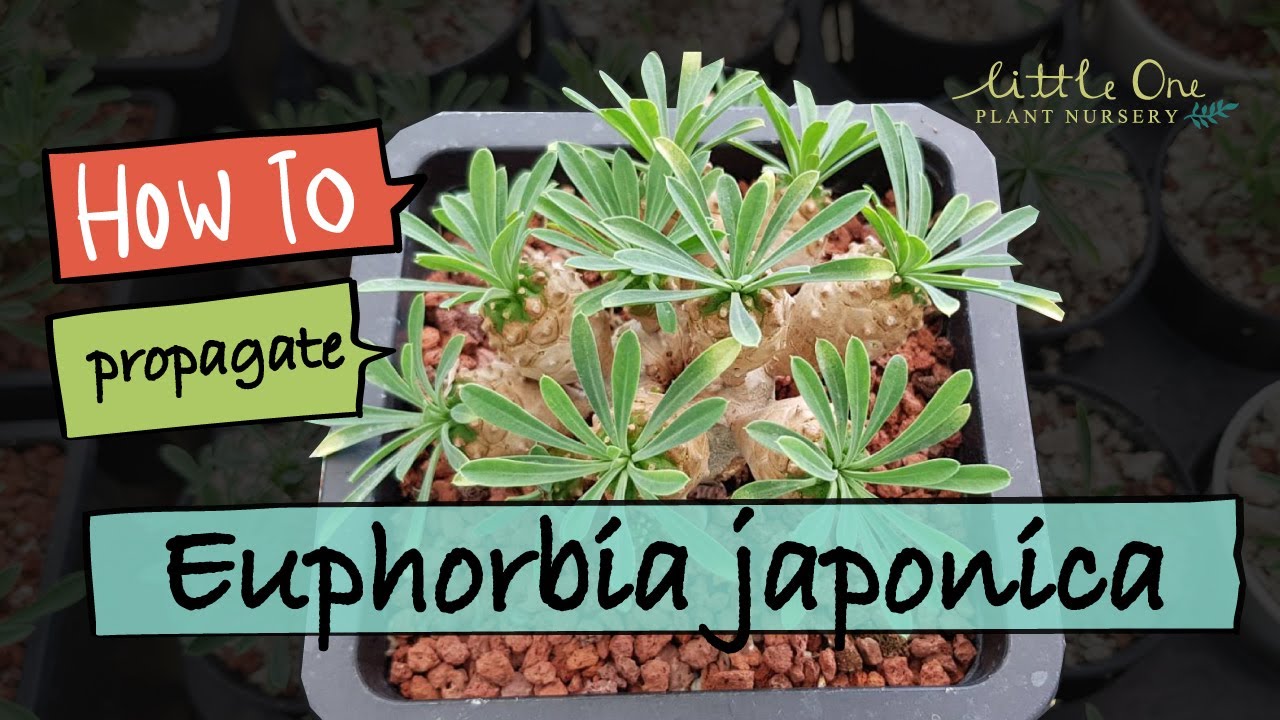 How to propagate Euphorbia japonica เทคนิคการขยายพันธุ์ ยูโฟเบีย เจโปนีก้า