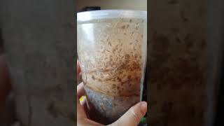 3 types of (flightless) fruitfly: side-by-side comparison