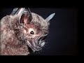 How do Bats Hunt Their Prey?| Top Bat | BBC Earth