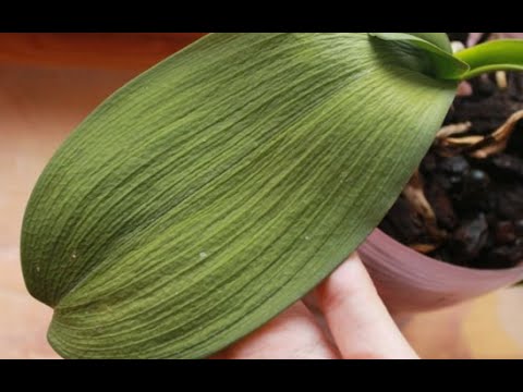 Video: Satın alındıqdan sonra evdə orkide necə qulluq etmək olar