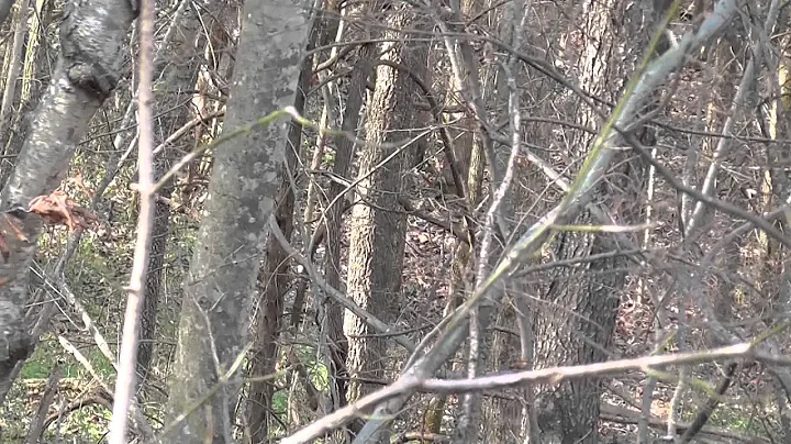 Thanksgiving Day Buck 2014