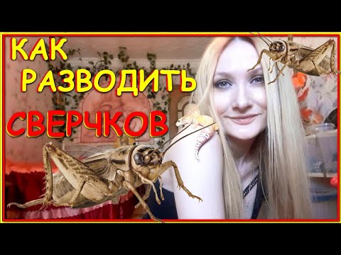 Видео: Как разводить сверчков