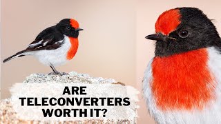 Are Teleconverters worth it? Is cropping better? BIRD PHOTOGRAPHY Equipment