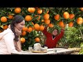 Harvesting Ripe Oranges: The Journey From Garden to Market! | Lý Tử Liên