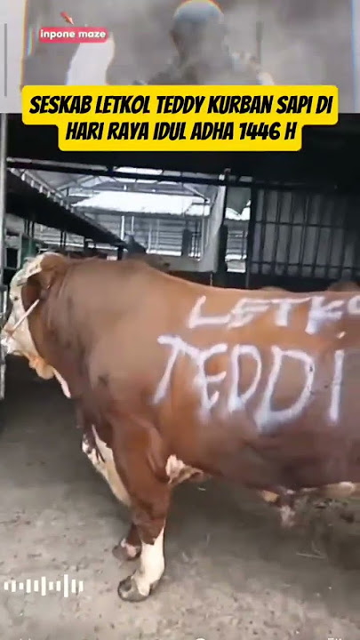 Penampakan Sapi Jumbo Milik Letkol Teddy Buat Hari Idul Adha‼️#sapi #kurban #letkolteddy #mayorteddy