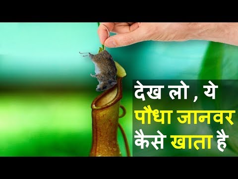 5 माँस खाने वाले पौधे | 5 Carnivorous plant eating animals