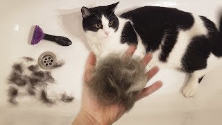 Wool of a cat in the house. Tips and tricks