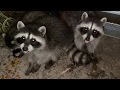 2020 mommy rocket raccoon and the five babies