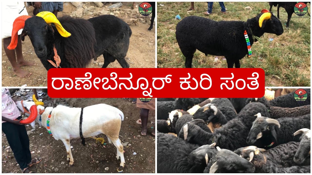 ರಾಣೇಬೆನ್ನೂರ್ ಕುರಿ ಸಂತೆ | Ranebennur Sheep Market