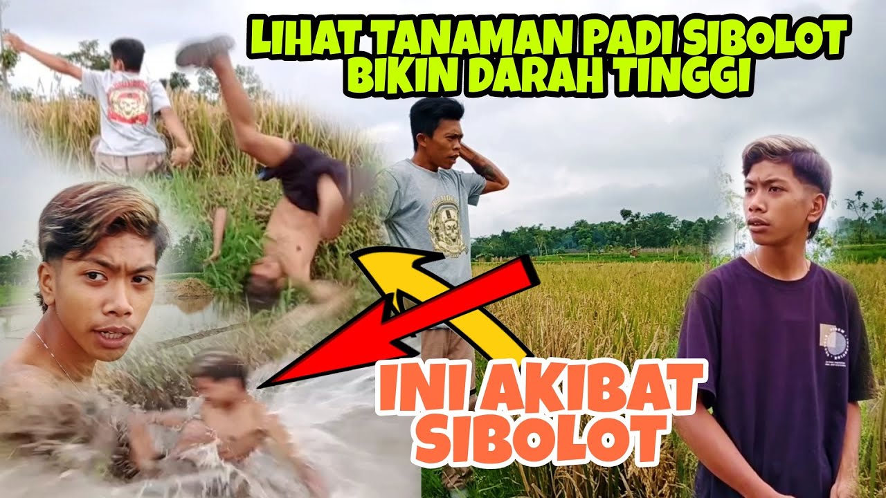 AKIBAT SIBOLOT BIKIN PEMILIK PADI MARAH ||KOMEDI MADURA||