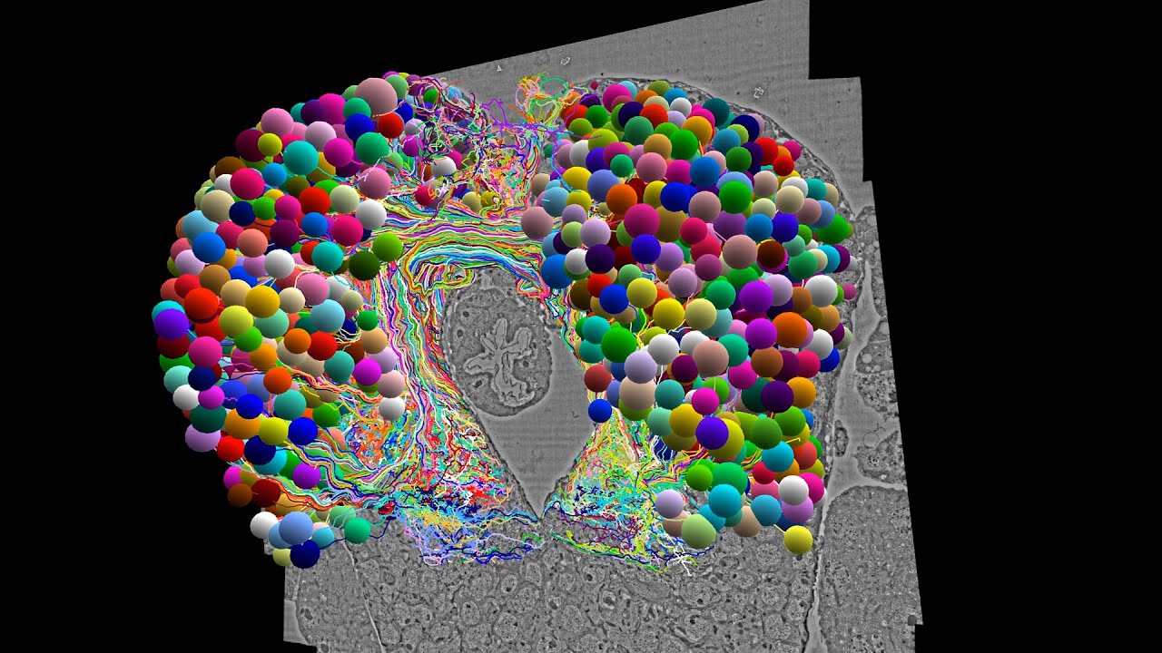 Completan el primer mapa del cerebro de un insecto y sus conexiones neuronales