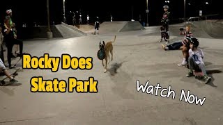 Rocky Malinois Super Dog does the skatepark with FANS. Watch Now!