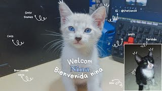 Bienvenida Zeus🎊 - Adopte Una gatita 🐾💕 by Studio Tian 432 views 11 months ago 7 minutes, 2 seconds