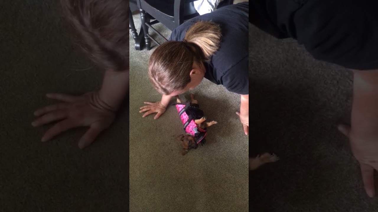 video phone beyonce mp3 Dog Falls while Wearing Life Vest