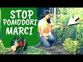 POMODORI BACATI: combattere i bruchi di TUTA ABSOLUTA e NOTTUA GIALLA