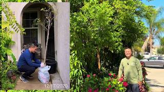 How Much Did My Tropical Fruit Trees Cost?