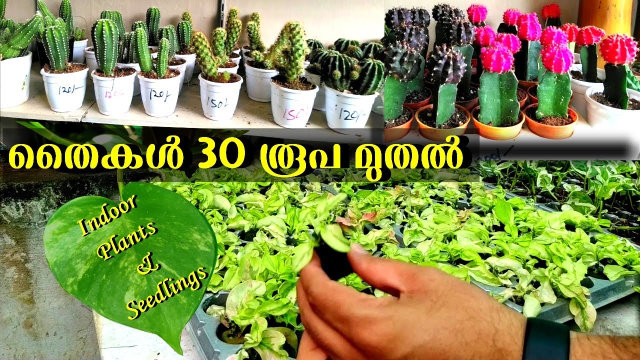 30 രൂപ മുതൽ തൈകൾ Indoor Plants and Seedlings Malayalam Happy Pots