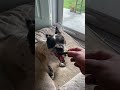 Treats for the good boy #disableddog #dog #doglife