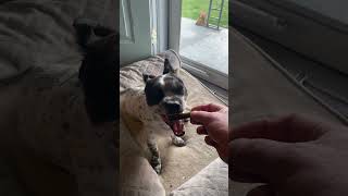 Treats for the good boy #disableddog #dog #doglife