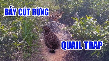 Cận cảnh bẫy cút hay nhất #2 | Amazing Quick Quail trap | Góc Sẻ Chia