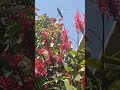 hermoso colibrí con la música de los INTOXICADOS Esta Saliendo El Sol