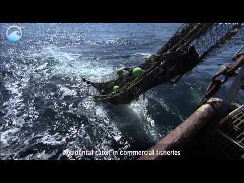 लुप्तप्राय महासागर: समुद्री कासव