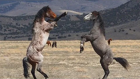 ¿Cuál es el caballo salvaje más raro?