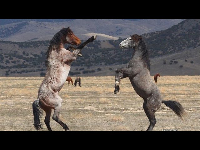 Caballos Salvajes Corriendo Manada De Caballos Salvajes Corriendo En