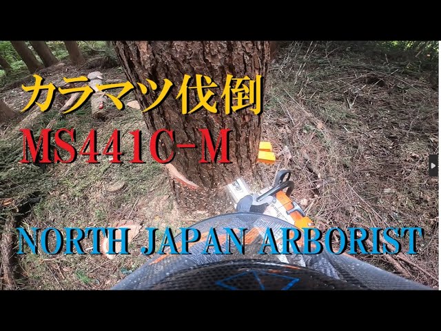 658.カラマツ解体～伐倒 English sub - YouTube
