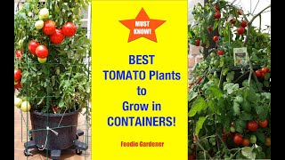 Best Tomatoes to Grow In Containers! 🍅 Must Know Before You Grow! (Foodie Gardener) Shirley Bovshow
