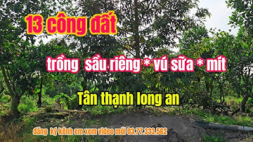 Bán  13 công  đất  trồng  mít, sâu riêng, vú sữa, tại  tân  thạnh long an
